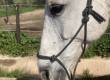 Nose wrinkle and eye indicating pain, indeed this horse is lame.