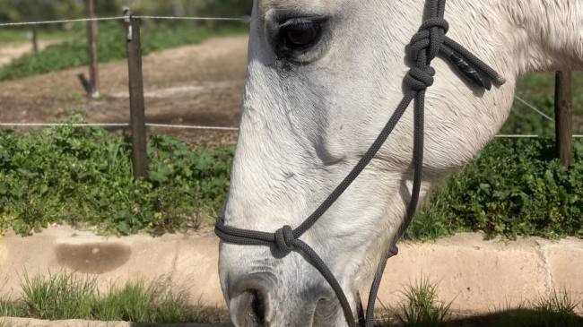 Nose wrinkle and eye indicating pain, indeed this horse is lame. Nose wrinkle and eye indicating pain, indeed this horse is lame.