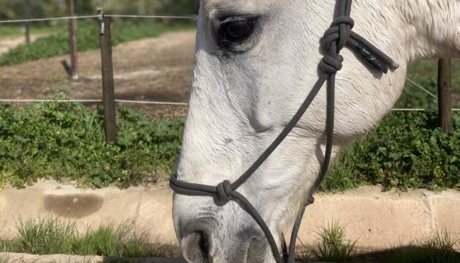 Nose wrinkle and eye indicating pain, indeed this horse is lame.