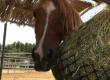 Hay feeding story