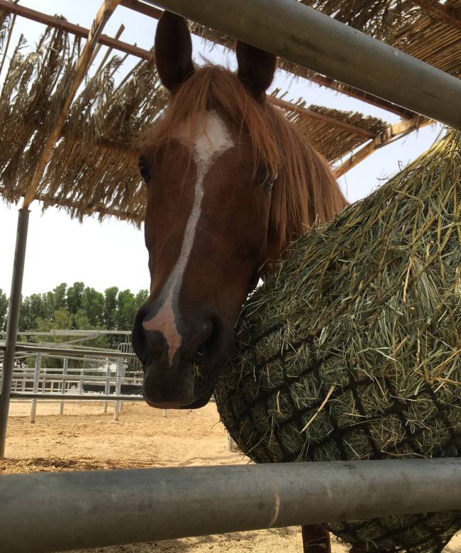 Feeding hay 24/7 Hay feeding story