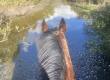 Happy Water Crossings