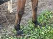 Horse legs stuck in the squares of a wire stock fence.