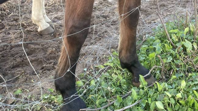 Horse legs stuck in the squares of a wire stock fence.