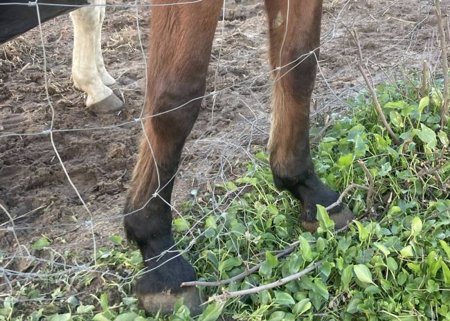 Horse legs stuck in the squares of a wire stock fence.
